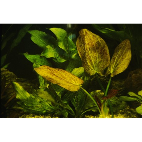 Echinodorus Krapchatnyi