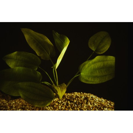 Echinodorus macrophyllus