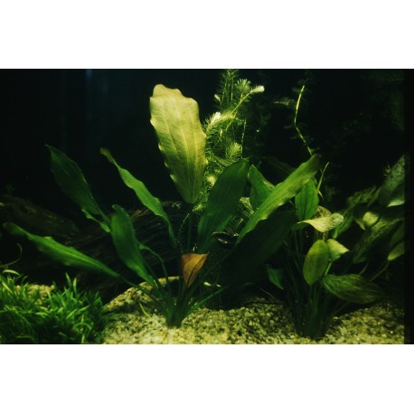 Echinodorus Rose