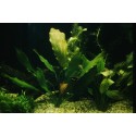 Echinodorus Rose