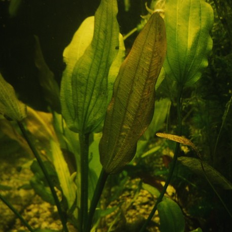 Echinodorus Rose