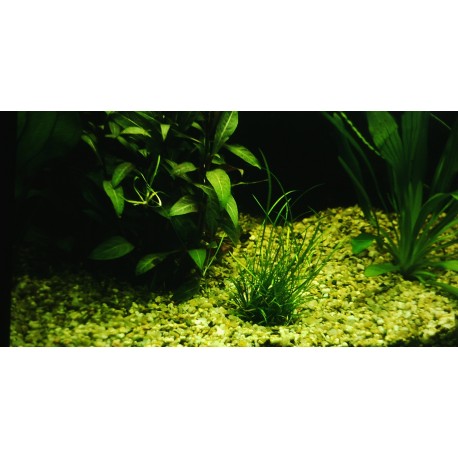 Echinodorus tenellus