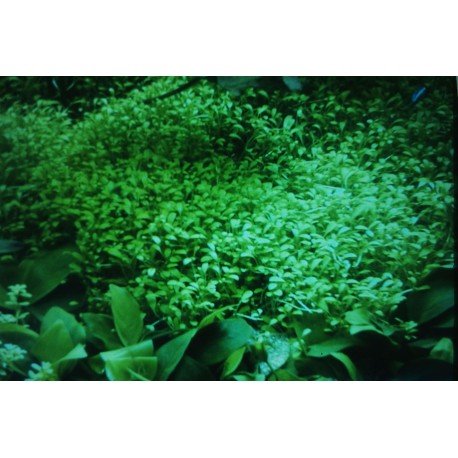 Glossostigma elatinoides