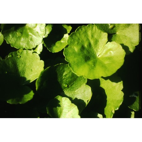 Hydrocotyle leucocephala
