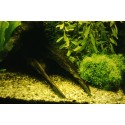 Riccia fluitans