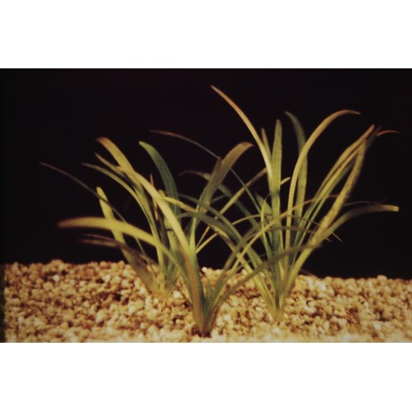 Sagittaria subulata