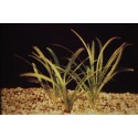 Sagittaria subulata