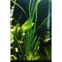 Vallisneria spiralis