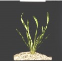 Vallisneria Torta