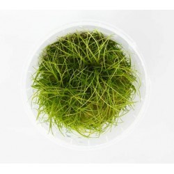 Eleocharis parvula in vitro 2