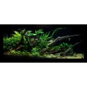 Anubias barteri