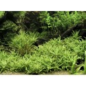 Pogostemon helferi