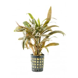 Hygrophila červená