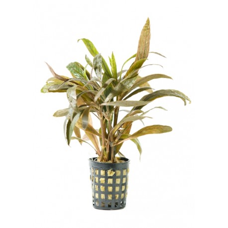 Hygrophila červená
