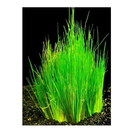 Eleocharis minima