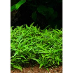 Staurogyne sp. 'Porto velho' 2
