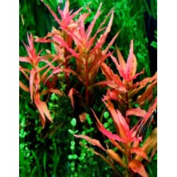 Ammania gracilis 2