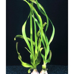 Crinum thaianum 2