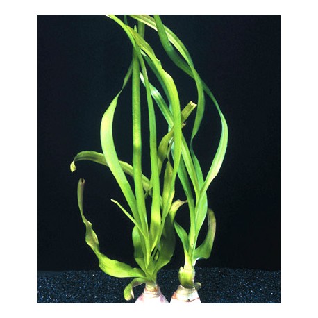 Crinum thaianum