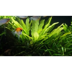 Echinodorus Zelený korenie 2