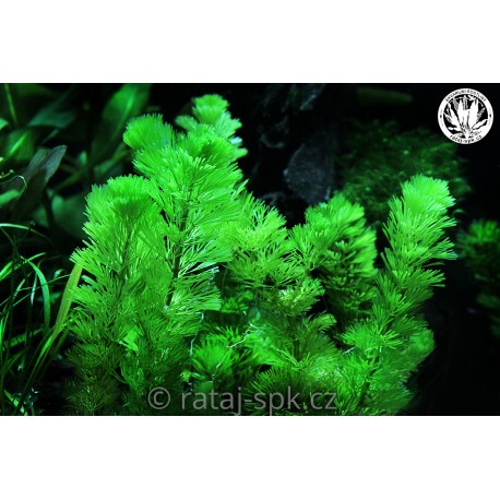 Cabomba aquatica