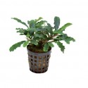 Bucephalandra Zelený zamat