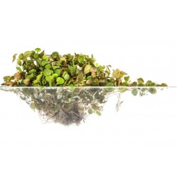 Phyllanthus fluitans 2