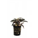 Bucephalandra Godzilla