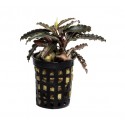 Bucephalandra Godzilla