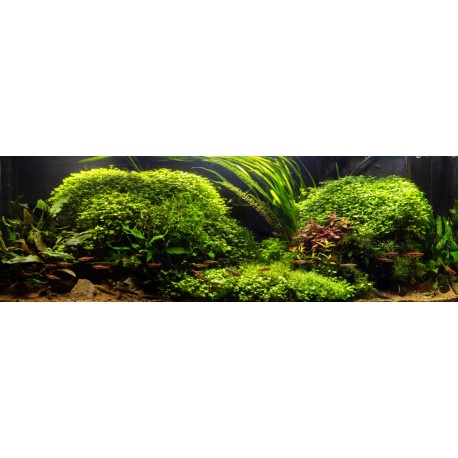 Riccia fluitans