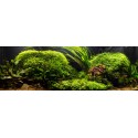 Juncus repens