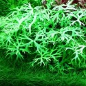 Ranunculus inundatus