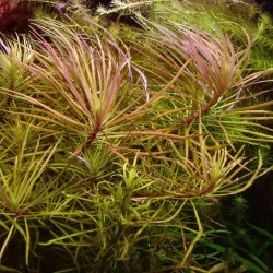 Pogostemon (eustralis) stellatus 2