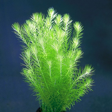 Mayaca fluviatilis