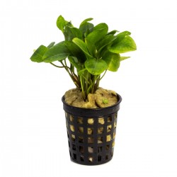 Ranalisma Rostratum