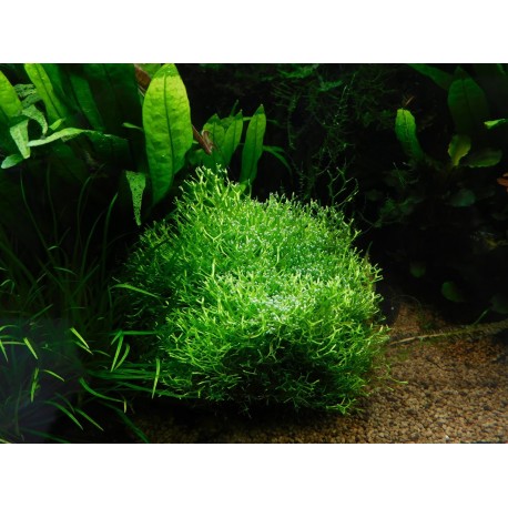 Riccia fluitans