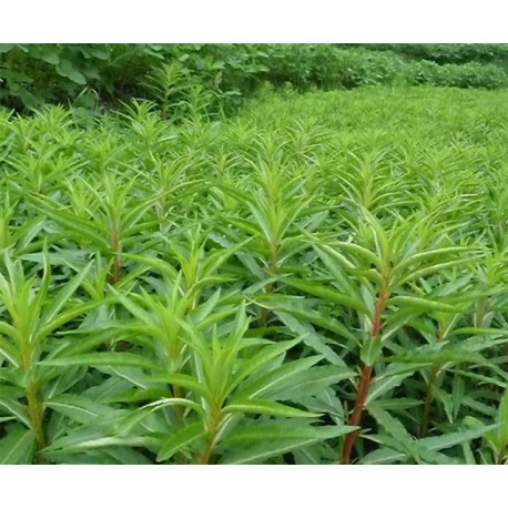 Penthorum Chinense