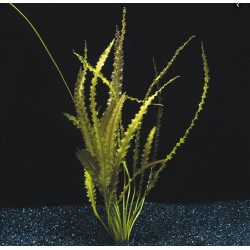 Aponogeton crispus 2