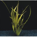 Aponogeton crispus