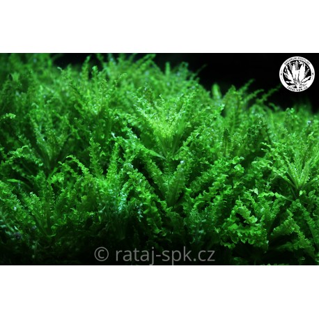 Pogostemon helferi