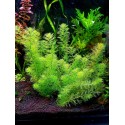 Myriophyllum sp. Guyana
