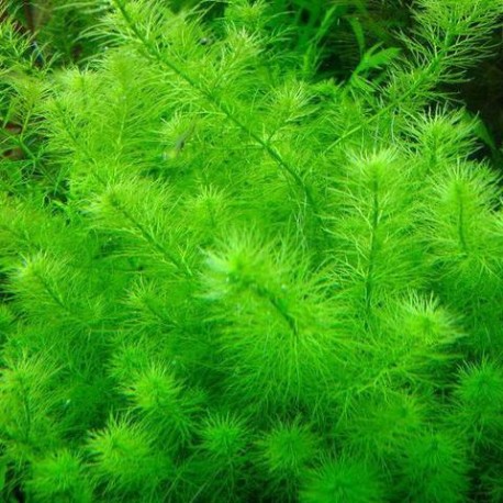 Myriophyllum sp. Guyana