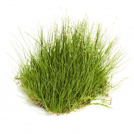 Eleocharis acicularis