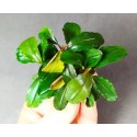 Bucephalandra širokolistá