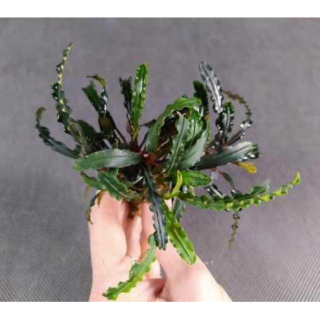 Bucephalandra Velvet