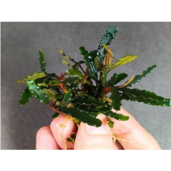 Bucephalandra Titan 2