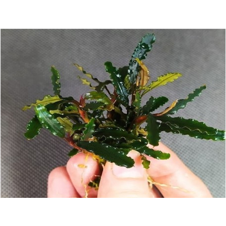 Bucephalandra Titan