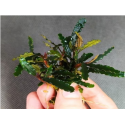 Bucephalandra Titan