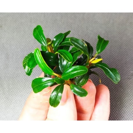 Bucephalandra Brownie Phoenix