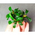 Bucephalandra Brownie Phoenix